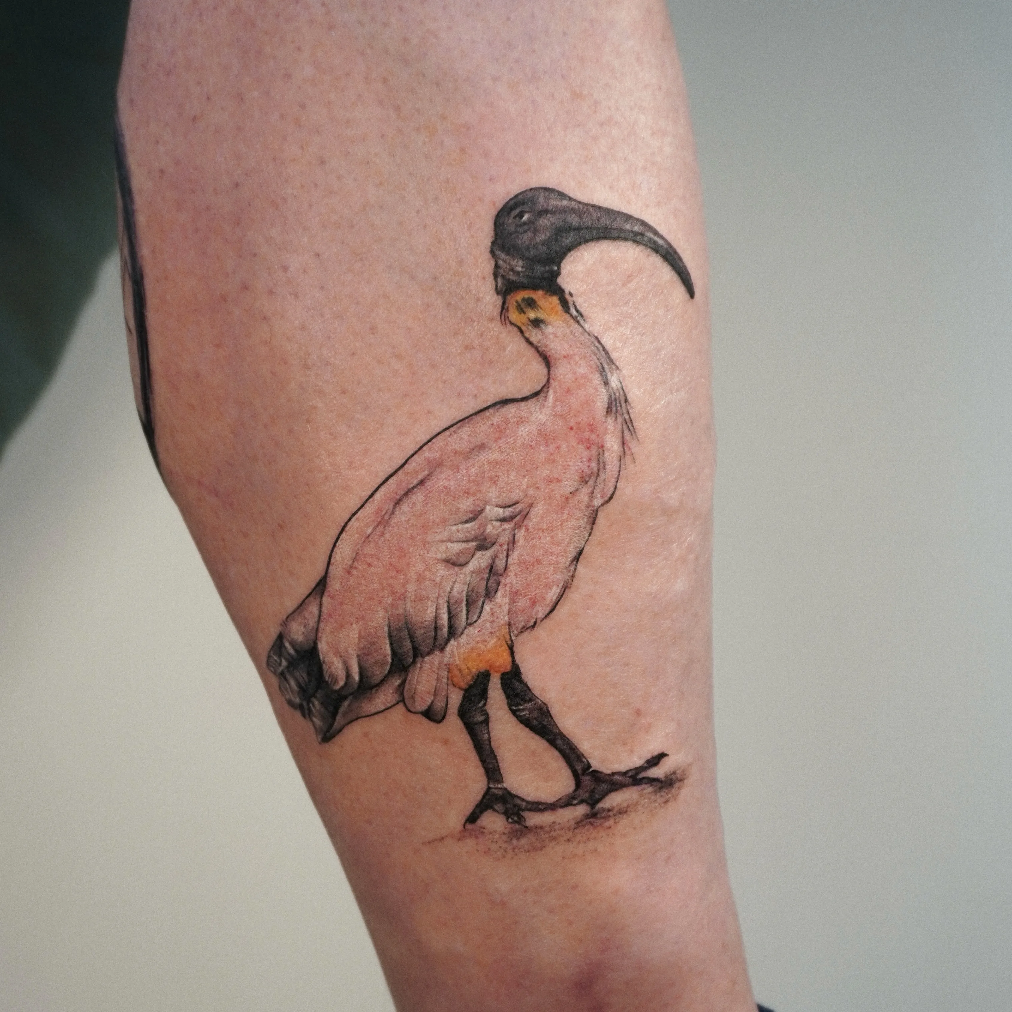 Colour tattoo of an Australian ibis mid-stride on the lower leg