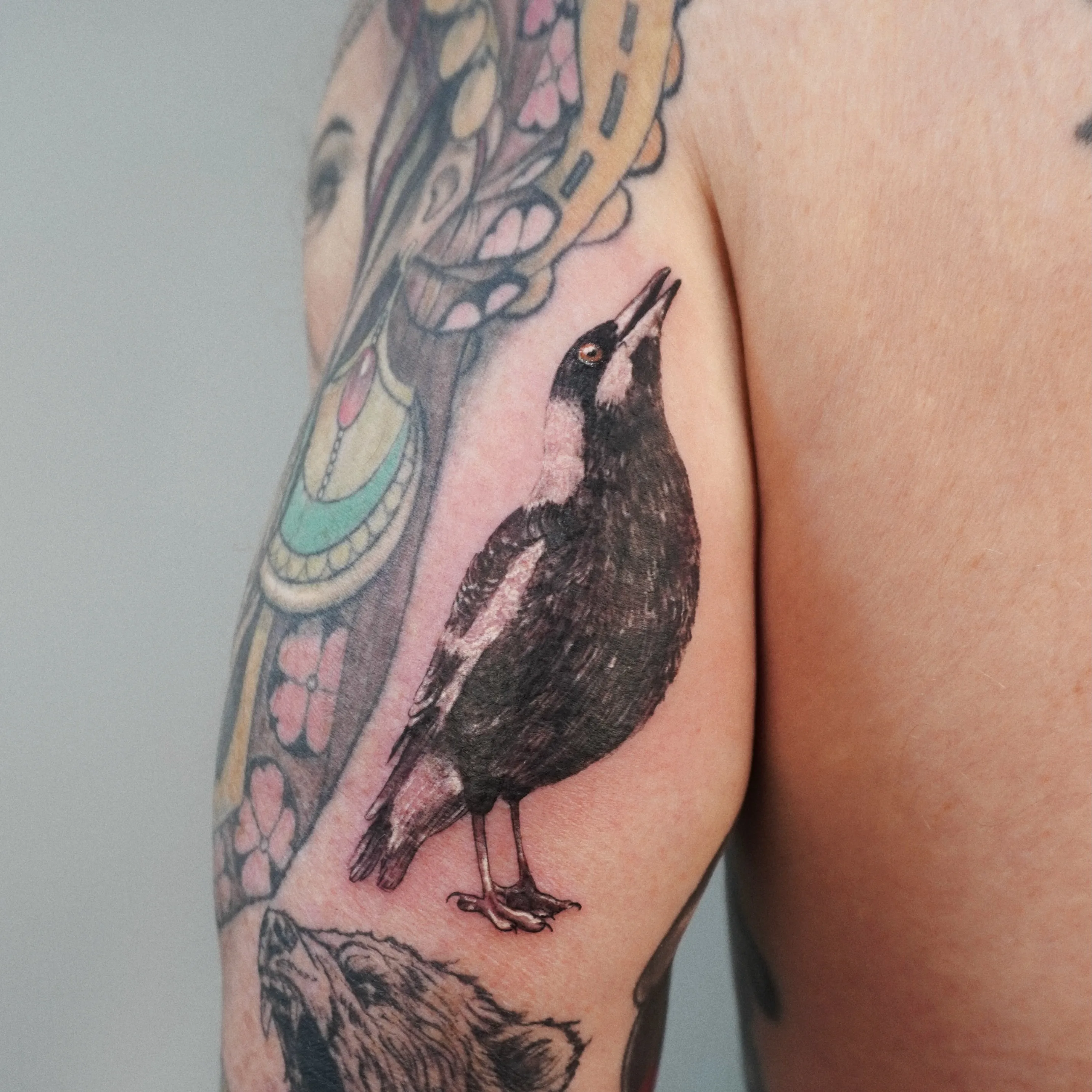 Fine realistic colour Australian magpie standing on the upper arm